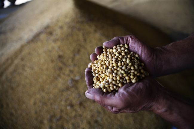Soya verimi ve fiyatıyla çiftçiyi sevindirdi